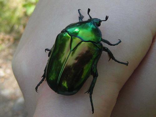 Cetonischema speciosissima
