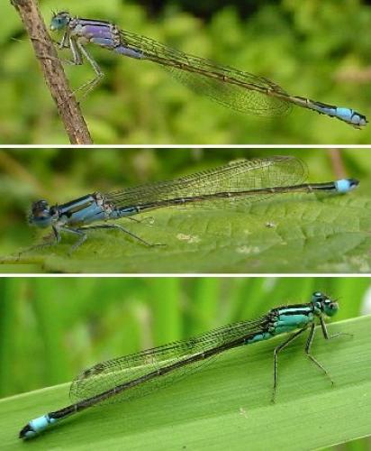 Ischnura elegans