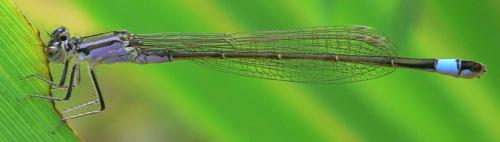 Ischnura elegans