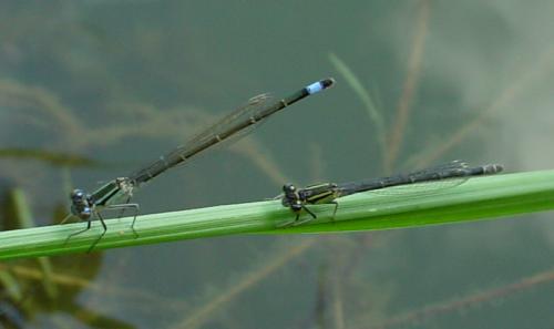 Ischnura elegans