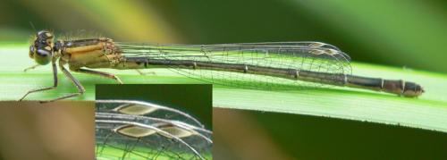 Ischnura elegans