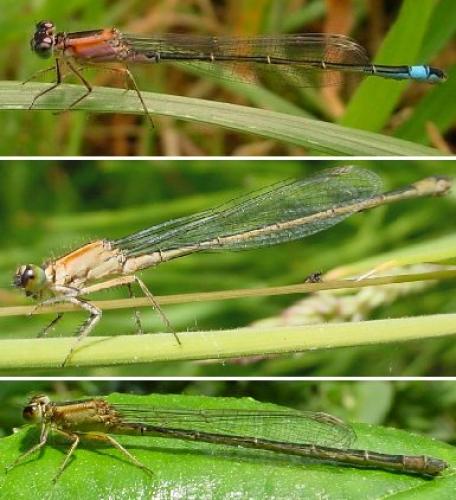 Ischnura elegans