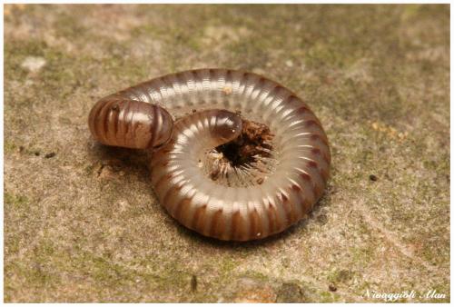 Réf. 22 405 : Cylindroiulus sp.
