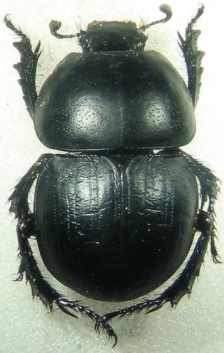 Réf. 22 320 : Thorectes geminatus