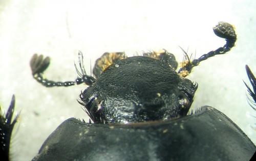 Réf. 22 321 : Thorectes geminatus
