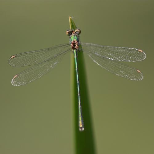 Chalcolestes viridis