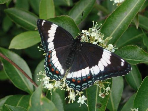 Réf. 22 871 : Limenitis arthemis