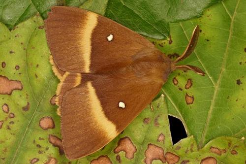 photo de papillon