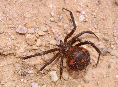 Latrodectus tredecimguttatus