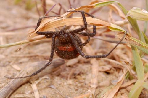 Latrodectus tredecimguttatus