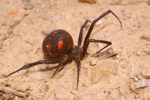 Réf. 22 998 : Latrodectus tredecimguttatus
