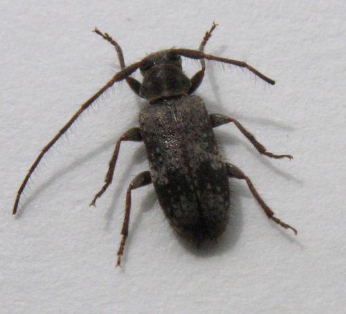 Réf. 22 926 : Exocentrus adspersus