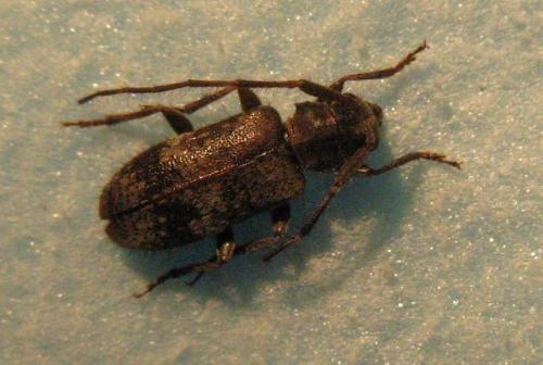 Réf. 22 935 : Exocentrus adspersus