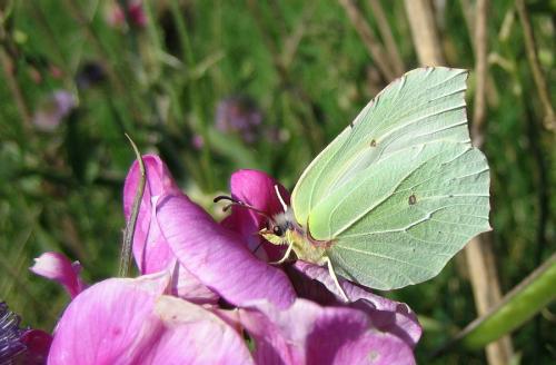Gonepteryx rhamni