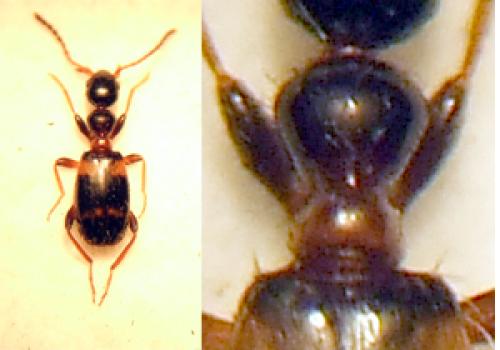 Leptaleus rodriguesi