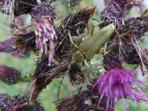 Lepturobosca virens