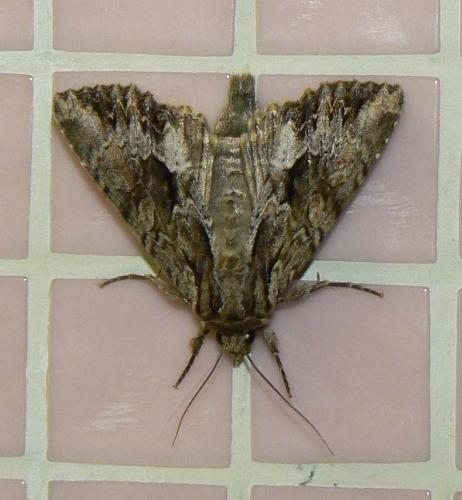 Réf. 22 342 : Apamea monoglypha