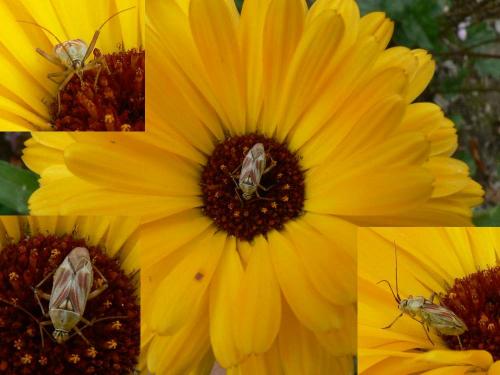 Réf. 22 345 : Calocoris roseomaculatus