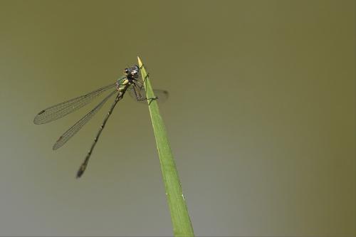 Chalcolestes viridis