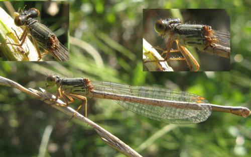 Ceriagrion tenellum