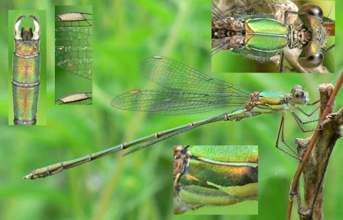Chalcolestes viridis