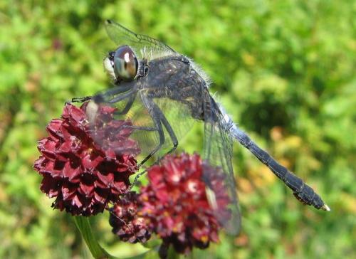 Leucorrhinia albifrons