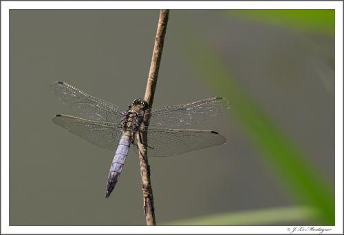 Réf. 22 765 : Orthetrum cancellatum