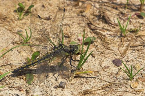 Orthetrum cancellatum