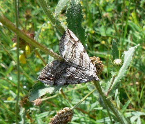 Aplocera sp.