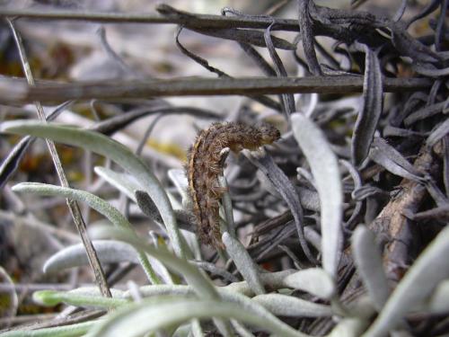 Eilema caniola