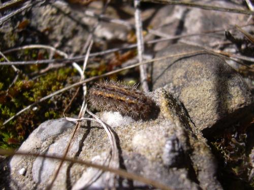 Eilema caniola