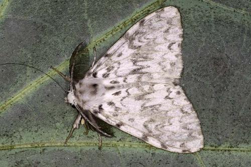 Lymantria monacha