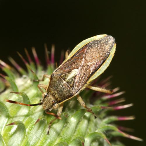 Réf. 22 019 : Maccevethus sp.