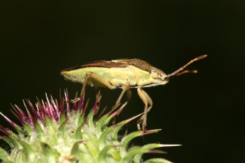 Réf. 22 020 : Maccevethus sp.