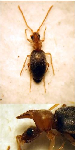Réf. 22 835 : Mecynotarsus serricornis