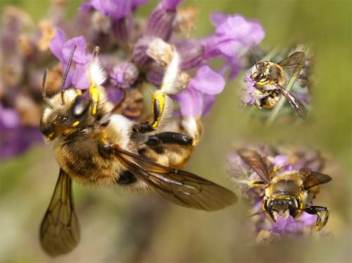 Anthidium sp.