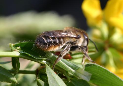 Megachile maritima