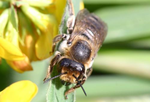 Megachile maritima