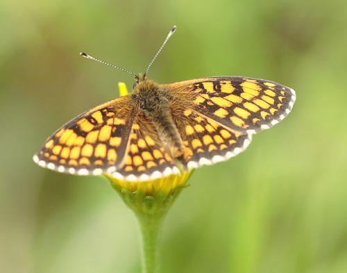 Réf. 22 242 : Melitaea sp.
