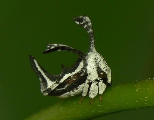 Réf. 22 794 : Notocera cruciata