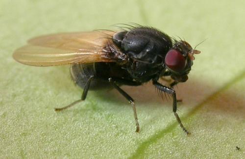 Minettia longipennis