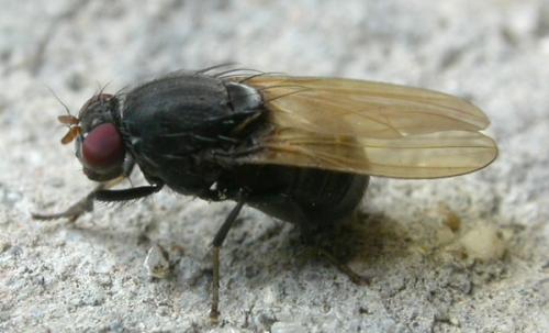 Minettia longipennis