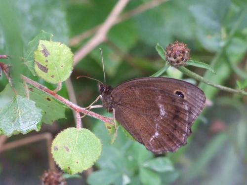 Minois dryas