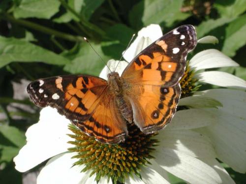 Vanessa virginiensis