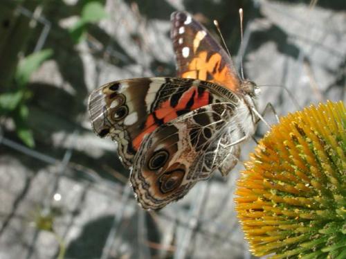 Vanessa virginiensis