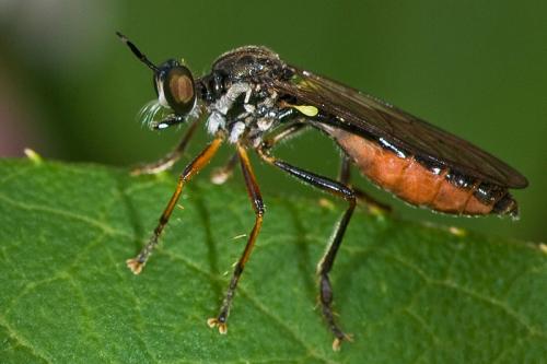 Dioctria hyalipennis