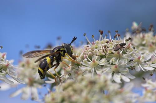Chrysotoxum bicinctum
