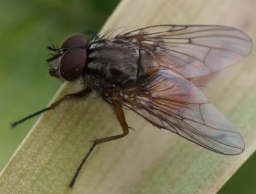 Réf. 22 903 : Phaonia subventa