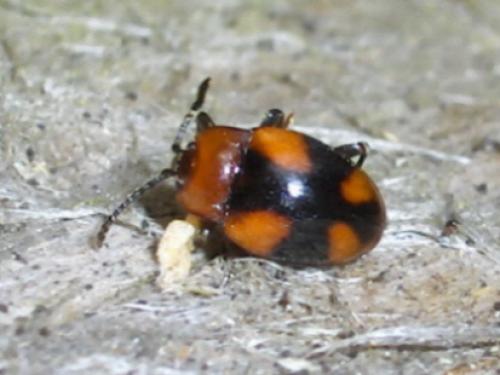 Mycetina cruciata