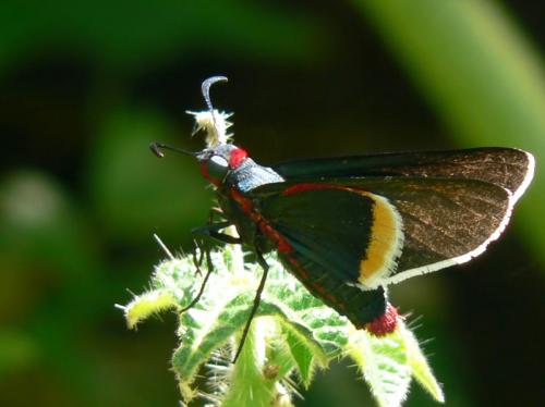 Réf. 22 739 : Mysoria barcastus